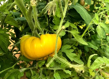 Bin Matar Al-Falasi Farm