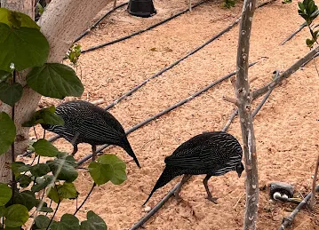 Birds Park