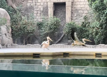 Birds show