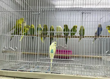 BIRDS WORLD