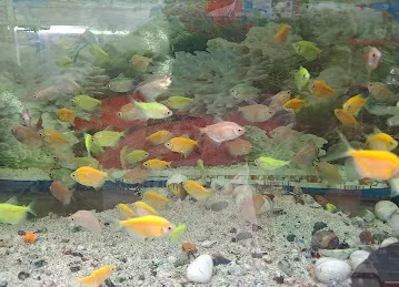 BIRDS WORLD