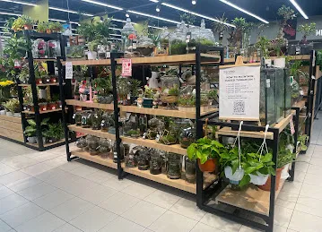 Black Tulip Flowers LLC - Lulu Hypermarket DIP