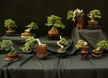 Bonsai Middle East