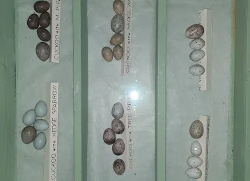 بقالة السرود AL SAROUD GROCERY