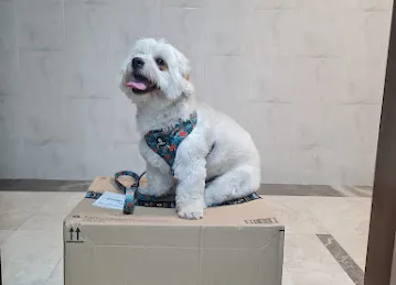 Brownie Pet Shop UAE