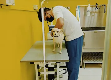 Brownie Pet Shop UAE
