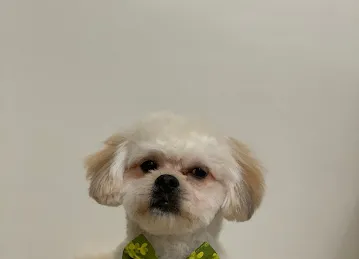 Brownie Pet Shop UAE