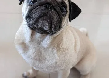Brownie Pet Shop UAE