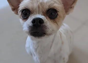 Brownie Pet Shop UAE