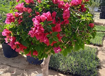 Bsateen Nursery