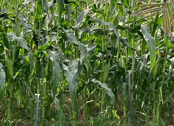 BTC FARM KHAWANEEJ
