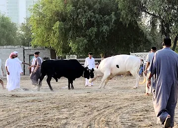 Bullfighting fujairah