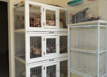 Burma Poultry Trading