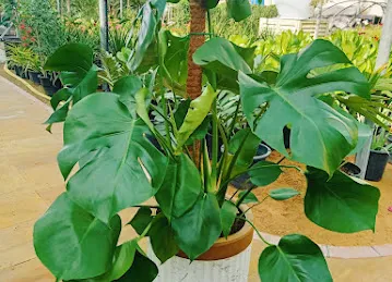Buyforgarden