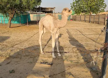 Camel Firm