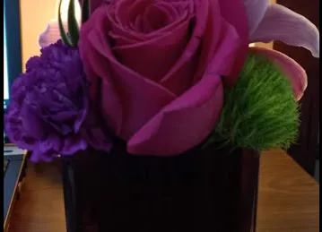 Camelia Flowers \u200e زهور كاميليا