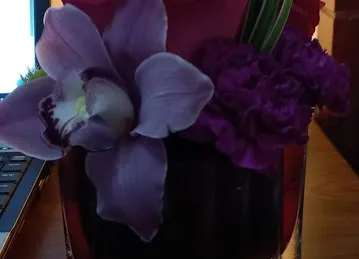Camelia Flowers \u200e زهور كاميليا