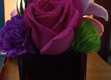 Camelia Flowers \u200e زهور كاميليا
