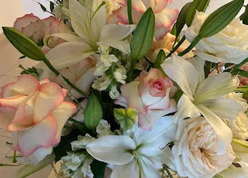 Camelia Flowers \u200e زهور كاميليا