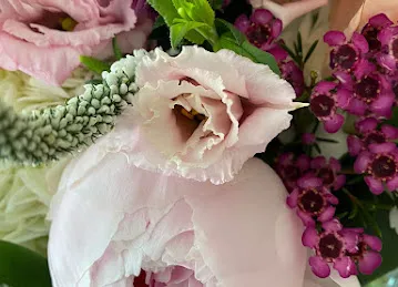Camelia Flowers \u200e زهور كاميليا
