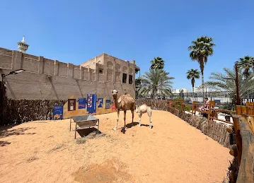 Camels