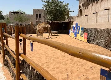 Camels