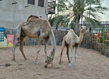 Camels
