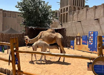Camels