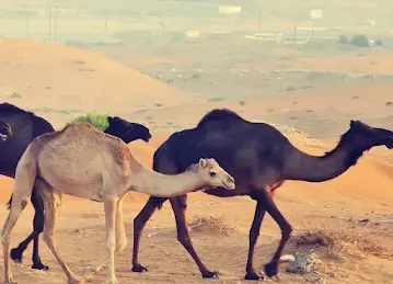 Campsite 1 Al Ain