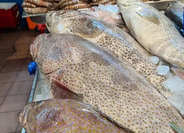 Capital Fish LLC سمك العاصمة ذ م م