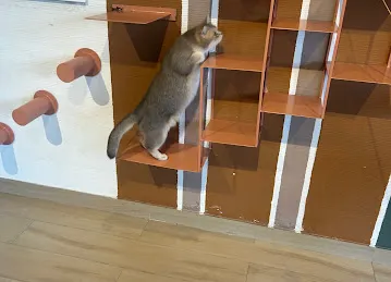 Cat Cafe Vibrissae - Al Safa Park Complex