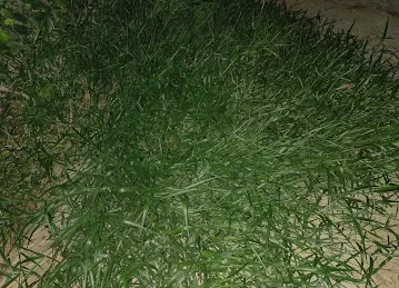 Cat Grass