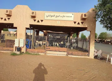 Cattle Market Masjid Al Ain