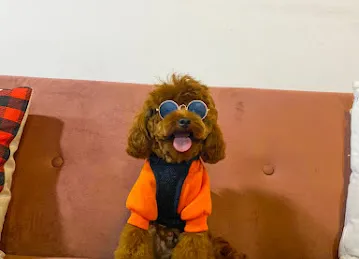 Celine & Paws