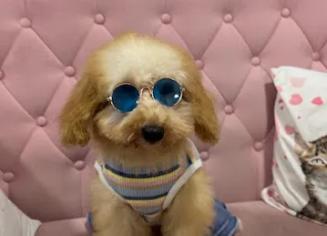 Celine & Paws