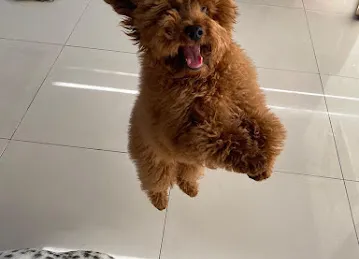 Celine & Paws