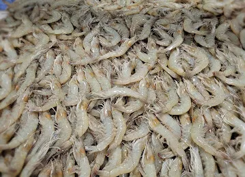 Chaudhary Shrimp (seafood) shop # 376