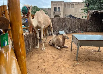 Child Playground