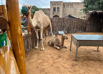 Child Playground