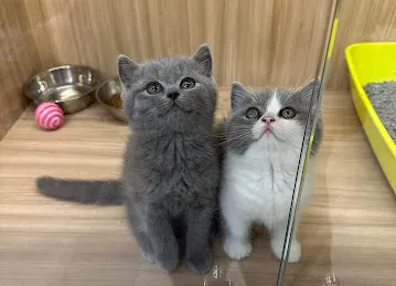 CHUBBY PETS CARE L.L.C