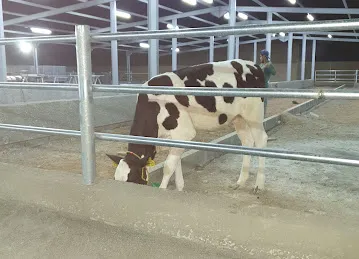 Cow Farm
