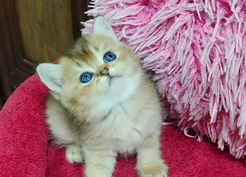 Cute Pets