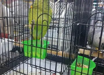 Cute Pets