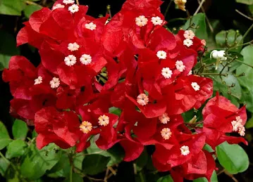 DAFFODILS FLOWERS AND PLANTS TRADING (L.L.C)