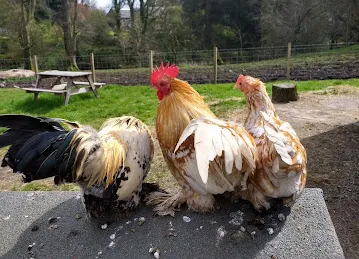 Dameer Restaurant