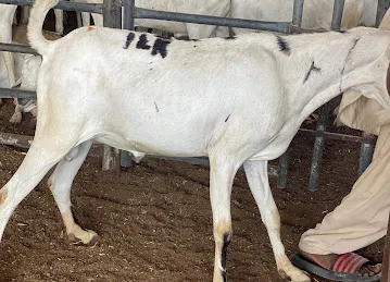 Dawood Livestock and Meat Trading