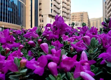 Deira Otopark