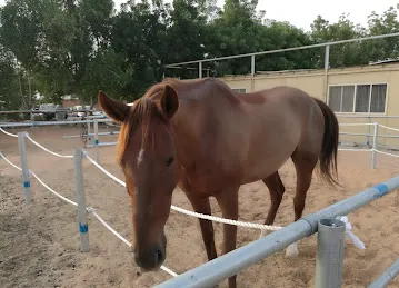 Desert Equestrian Club