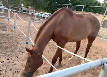 Desert Equestrian Club