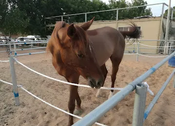 Desert Equestrian Club